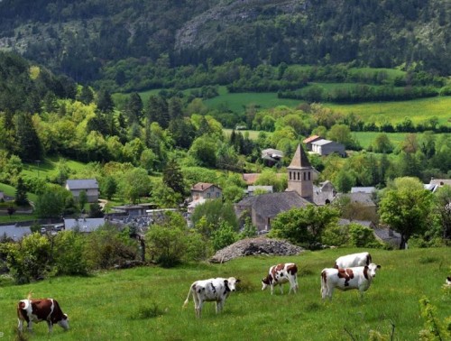 vache église